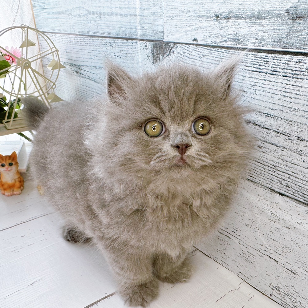 ○New Face °˖✧~新入生紹介~°˖✧ | ペットショップ 犬の家&猫の里